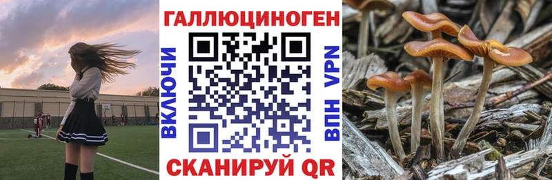 Купить закладки  Буйнакск  Псилоцибиновые грибы Magic Shrooms 